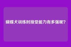 蝴蝶犬训练时接受能力有多强呢？