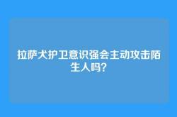 拉萨犬护卫意识强会主动攻击陌生人吗？