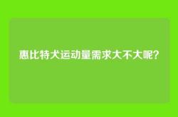 惠比特犬运动量需求大不大呢？