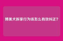 博美犬拆家行为该怎么有效纠正？