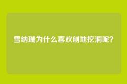 雪纳瑞为什么喜欢刨地挖洞呢？