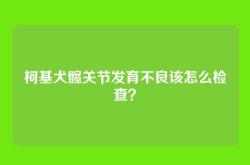柯基犬髋关节发育不良该怎么检查？