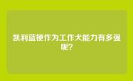 凯利蓝梗作为工作犬能力有多强呢？