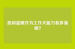 凯利蓝梗作为工作犬能力有多强呢？