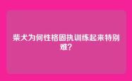 柴犬为何性格固执训练起来特别难？