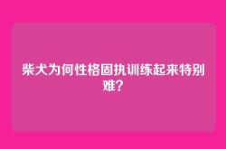柴犬为何性格固执训练起来特别难？