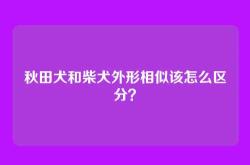 秋田犬和柴犬外形相似该怎么区分？