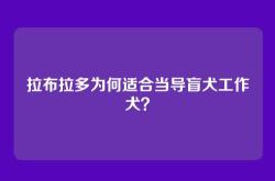 拉布拉多为何适合当导盲犬工作犬？