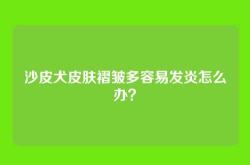 沙皮犬皮肤褶皱多容易发炎怎么办？