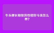 牛头梗长相怪异性格好斗该怎么养？