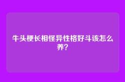 牛头梗长相怪异性格好斗该怎么养？
