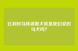 比利时马林诺斯犬就是我们说的马犬吗？