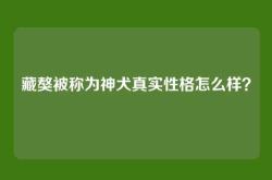 藏獒被称为神犬真实性格怎么样？