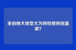 圣伯纳犬体型大为何性格特别温柔？