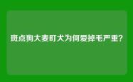 斑点狗大麦町犬为何爱掉毛严重？