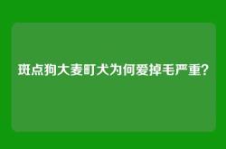 斑点狗大麦町犬为何爱掉毛严重？
