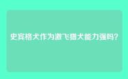 史宾格犬作为激飞猎犬能力强吗？