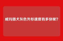 威玛猎犬灰色外形速度有多快呢？