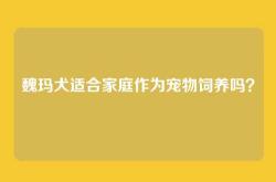 魏玛犬适合家庭作为宠物饲养吗？