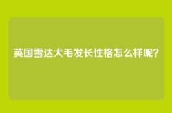 英国雪达犬毛发长性格怎么样呢？