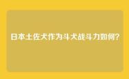 日本土佐犬作为斗犬战斗力如何？
