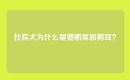 杜宾犬为什么需要断尾和剪耳？