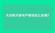 大白熊犬掉毛严重该怎么处理？