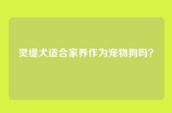 灵缇犬适合家养作为宠物狗吗？