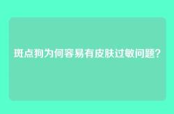 斑点狗为何容易有皮肤过敏问题？
