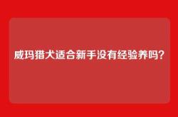 威玛猎犬适合新手没有经验养吗？