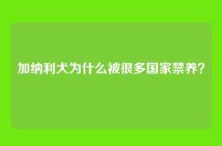 加纳利犬为什么被很多国家禁养？