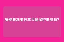安纳托利亚牧羊犬能保护羊群吗？