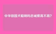 中华田园犬聪明吗忠诚度高不高？