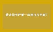 柴犬掉毛严重一年掉几次毛呢？