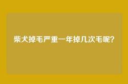 柴犬掉毛严重一年掉几次毛呢？