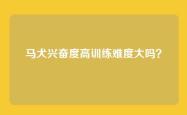 马犬兴奋度高训练难度大吗？