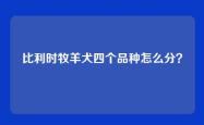 比利时牧羊犬四个品种怎么分？