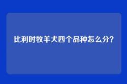 比利时牧羊犬四个品种怎么分？