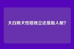 大白熊犬性格独立还是黏人呢？
