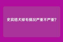 史宾格犬掉毛情况严重不严重？