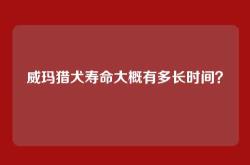 威玛猎犬寿命大概有多长时间？