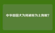 中华田园犬为何被称为土狗呢？