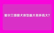 爱尔兰猎狼犬体型最大有多高大？