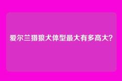 爱尔兰猎狼犬体型最大有多高大？