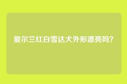 爱尔兰红白雪达犬外形漂亮吗？