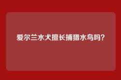 爱尔兰水犬擅长捕猎水鸟吗？