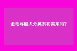 金毛寻回犬分英系和美系吗？