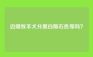 边境牧羊犬分黑白陨石色等吗？