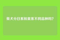 柴犬分日系和美系不同品种吗？