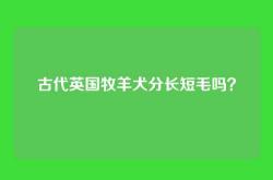 古代英国牧羊犬分长短毛吗？